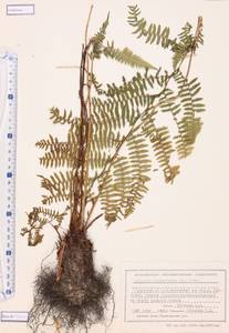 Athyrium monomachii (Kom.) Kom., Siberia, Altai & Sayany Mountains (S2) (Russia)