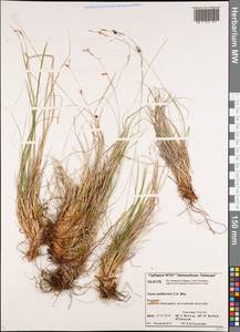 Carex pediformis C.A.Mey., Siberia, Central Siberia (S3) (Russia)