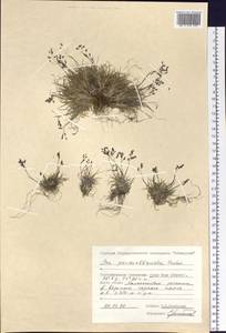 Poa pseudoabbreviata Roshev., Siberia, Central Siberia (S3) (Russia)