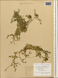 Astragalus hamosus L., Caucasus, Dagestan (K2) (Russia)
