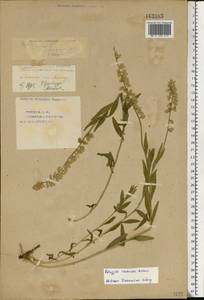 Polygala nicaeensis subsp. mediterranea Chod., Eastern Europe, Eastern region (E10) (Russia)