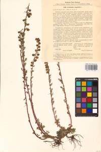 Artemisia rupestris L., Eastern Europe, Estonia (E2c) (Estonia)