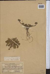 Dimorphosciadium gayoides (Regel & Schmalh.) Pimenov, Middle Asia, Pamir & Pamiro-Alai (M2) (Kyrgyzstan)