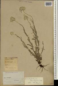 Leontopodium leontopodioides (Willd.) Beauverd, South Asia, South Asia (Asia outside ex-Soviet states and Mongolia) (ASIA) (China)