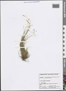 Carex tenuiflora Wahlenb., Siberia, Central Siberia (S3) (Russia)