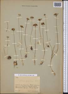 Allium parvulum Vved., Middle Asia, Muyunkumy, Balkhash & Betpak-Dala (M9) (Kazakhstan)