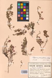 MHA 0 157 395, Thymus talijevii subsp. paucifolius (Klokov) P.A.Schmidt, Eastern Europe, Eastern region (E10) (Russia)