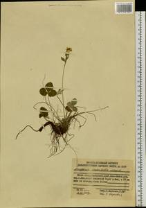 Fragaria orientalis Losinsk., Siberia, Russian Far East (S6) (Russia)