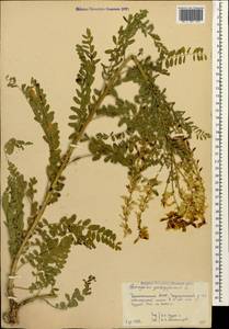 Astragalus galegiformis L., Caucasus, Dagestan (K2) (Russia)