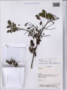 Zanthoxylum fagara subsp. lentiscifolium (Humb. & Bonpl. ex Willd.) Reynel, America (AMER) (Paraguay)