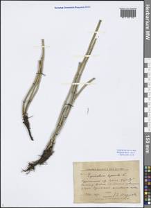 Equisetum hyemale L., Siberia, Western Siberia (S1) (Russia)