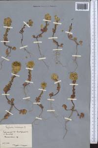 Euphorbia helioscopia L., Middle Asia, Karakum (M6) (Turkmenistan)