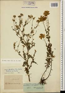 Tanacetum partheniifolium (Willd.) Sch. Bip., Caucasus (no precise locality) (K0)