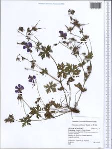 Geranium collinum Stephan ex Willd., Middle Asia, Northern & Central Tian Shan (M4) (Kyrgyzstan)