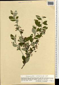Cotoneaster melanocarpus G.Lodd., Mongolia (MONG) (Mongolia)