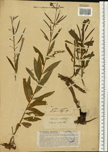 Chamaenerion angustifolium (L.) Scop., Eastern Europe, North-Western region (E2) (Russia)