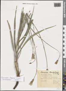 Pseudopodospermum hispanicum subsp. hispanicum, Eastern Europe, Middle Volga region (E8) (Russia)