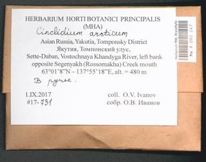 Cinclidium arcticum (Bruch & Schimp.) Schimp., Bryophytes, Bryophytes - Yakutia (B19) (Russia)