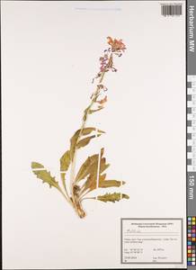 Matthiola, South Asia, South Asia (Asia outside ex-Soviet states and Mongolia) (ASIA) (Turkey)