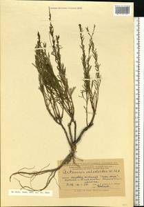 Artemisia salsoloides Willd., Eastern Europe, Lower Volga region (E9) (Russia)