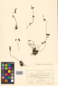 Isopyrum manshuricum (Kom.) Kom. ex W. T. Wang & P. K. Hsiao, Siberia, Russian Far East (S6) (Russia)