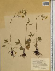 Ranunculus propinquus C.A.Mey., Siberia, Altai & Sayany Mountains (S2) (Russia)