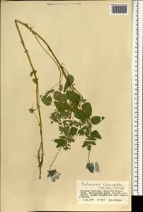 Codonopsis clematidea (Schrenk) C.B.Clarke, Mongolia (MONG) (Mongolia)