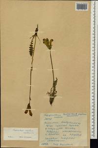 Pedicularis sceptrum-carolinum L., Siberia, Yakutia (S5) (Russia)