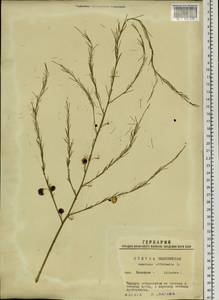 Asparagus officinalis L., Siberia, Western Siberia (S1) (Russia)