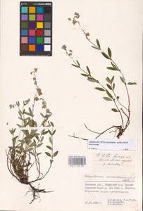 Helianthemum nummularium (L.) Mill., Eastern Europe, Central forest-and-steppe region (E6) (Russia)