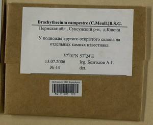 Brachythecium campestre (Müll. Hal.) Schimp., Bryophytes, Bryophytes - Permsky Krai, Udmurt Republic, Sverdlovsk & Kirov Oblasts (B8) (Russia)