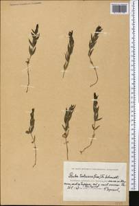 Rubia tatarica (Trevis.) F.Schmidt, Middle Asia, Caspian Ustyurt & Northern Aralia (M8) (Kazakhstan)