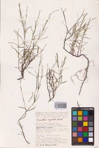 Dianthus rigidus M.Bieb., Eastern Europe, Lower Volga region (E9) (Russia)