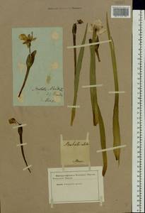 Stratiotes aloides L., Eastern Europe, Moscow region (E4a) (Russia)