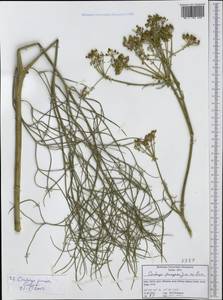 Cachrys pungens Jan ex Guss., Western Europe (EUR) (Italy)