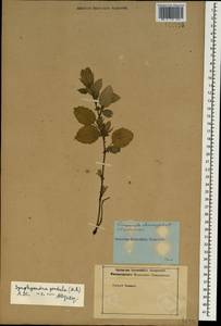 Campanula pendula M.Bieb., Caucasus (no precise locality) (K0)