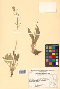 Parrya nudicaulis (L.) Regel, Siberia, Russian Far East (S6) (Russia)