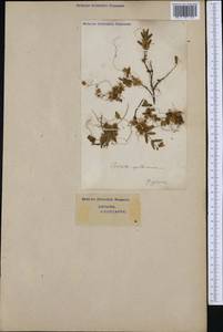 Cuscuta epithymum (L.) L., Western Europe (EUR) (Switzerland)
