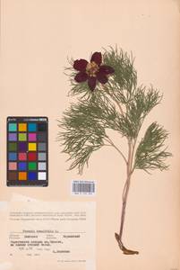 Paeonia tenuifolia L., Eastern Europe, South Ukrainian region (E12) (Ukraine)