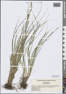 Carex elongata L., Eastern Europe, Middle Volga region (E8) (Russia)