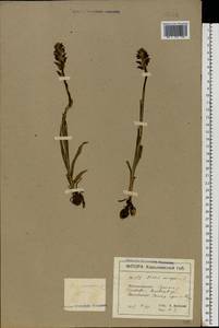 Anacamptis coriophora (L.) R.M.Bateman, Pridgeon & M.W.Chase, Eastern Europe, North Ukrainian region (E11) (Ukraine)