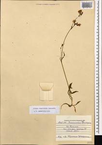 Silene saxatilis Sims, Caucasus, Azerbaijan (K6) (Azerbaijan)