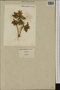 Anemone nemorosa L., Western Europe (EUR) (Italy)