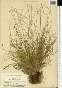 Carex brunnescens (Pers.) Poir., Eastern Europe, Central region (E4) (Russia)