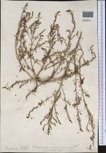 Suaeda aralocaspica (Bunge) Freitag & Schütze, Middle Asia, Muyunkumy, Balkhash & Betpak-Dala (M9) (Kazakhstan)