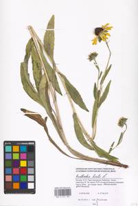 Rudbeckia hirta L., Eastern Europe, Moscow region (E4a) (Russia)