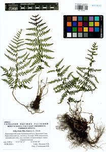Athyrium filix-femina, Siberia, Altai & Sayany Mountains (S2) (Russia)
