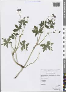 Geranium palustre L., Eastern Europe, Moscow region (E4a) (Russia)