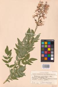 Dictamnus albus L., Eastern Europe, North Ukrainian region (E11) (Ukraine)