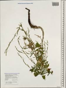 Lactuca viminea subsp. viminea, Caucasus, Stavropol Krai, Karachay-Cherkessia & Kabardino-Balkaria (K1b) (Russia)